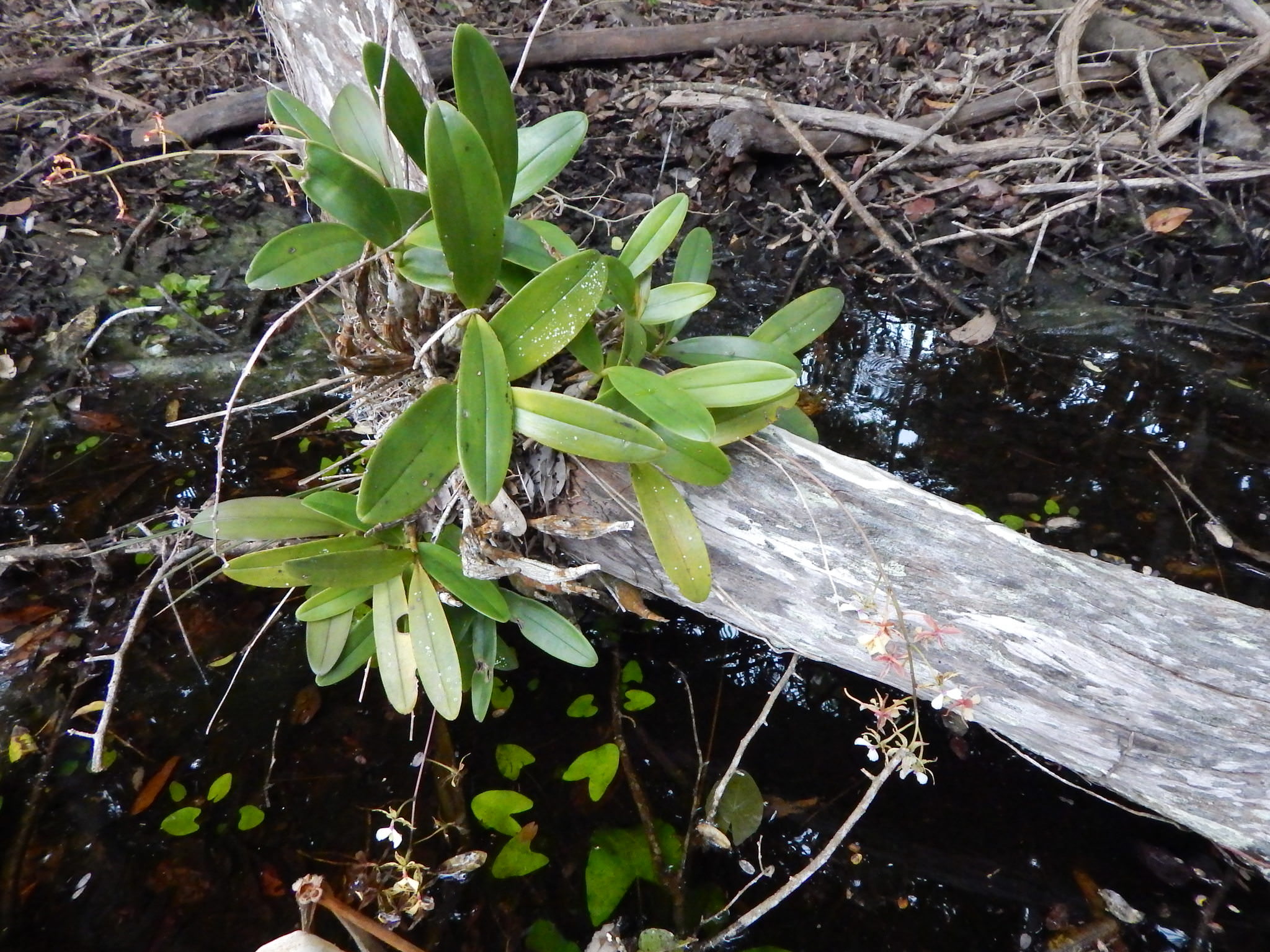 Epidendrum stamfordianum